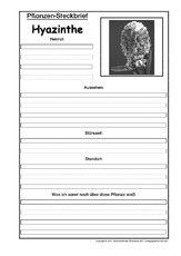 Pflanzensteckbrief-Hyazinthe-SW.pdf